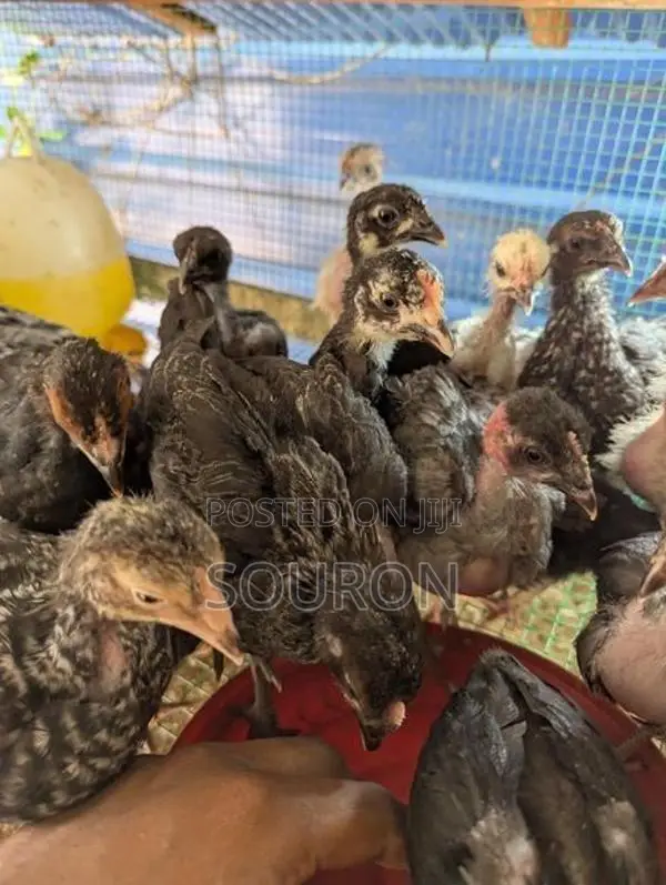 Chicks