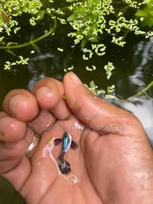 Jambo Alipan Ti Gappi