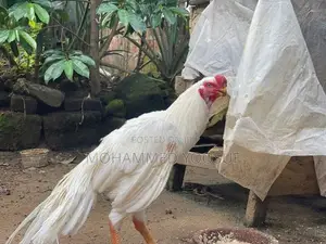 Parrot beak rooster