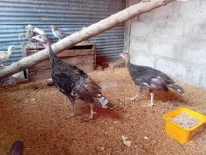 Turkey Chicken