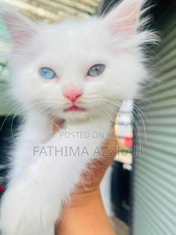 Persian odd eyes