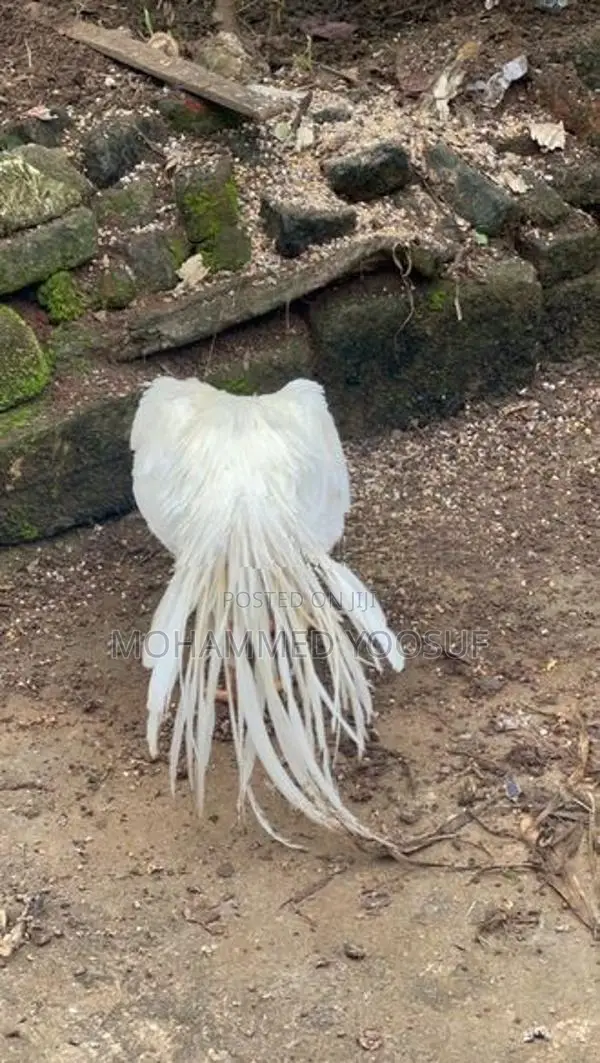 Parrot beak rooster
