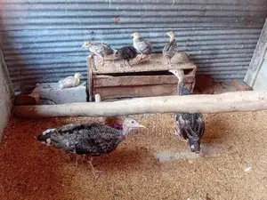 Turkey Chicken