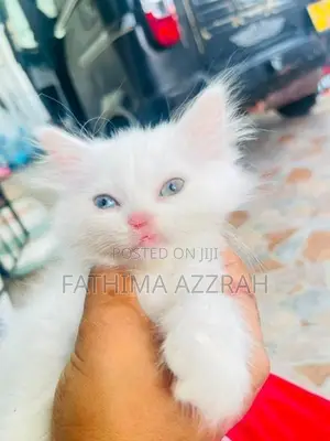 Persian odd eyes