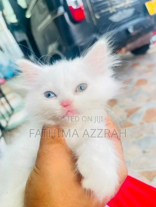 Persian odd eyes