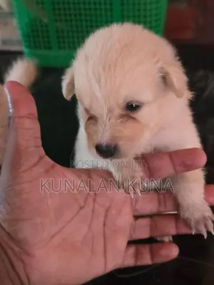 pomarijan kutty