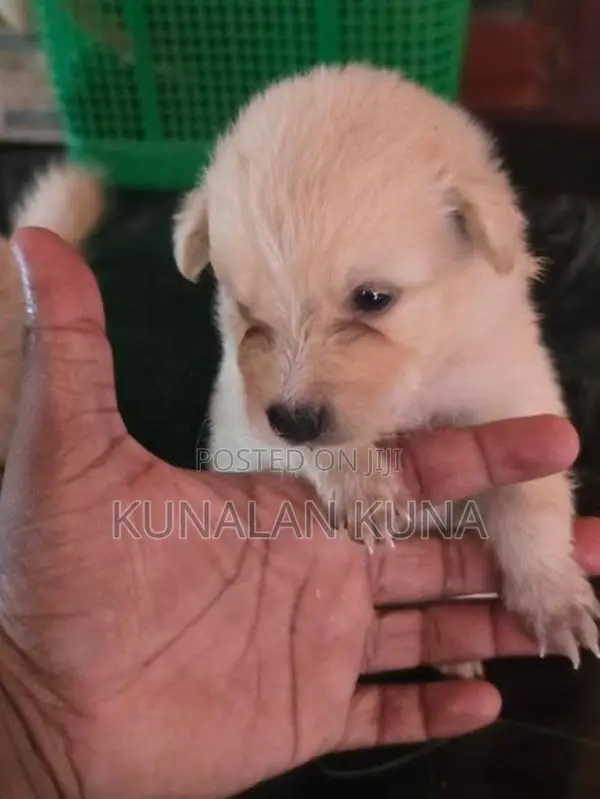 pomarijan kutty