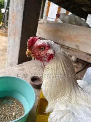 Parrot beak rooster