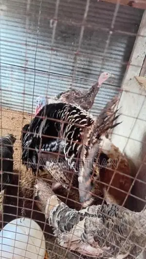 Turkey Chicken