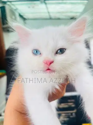 Persian odd eyes