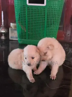 pomarijan kutty