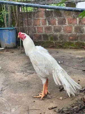 Parrot beak rooster
