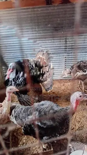 Turkey Chicken