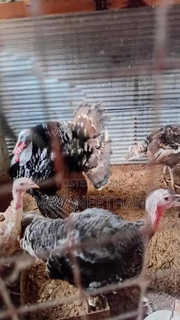 Turkey Chicken