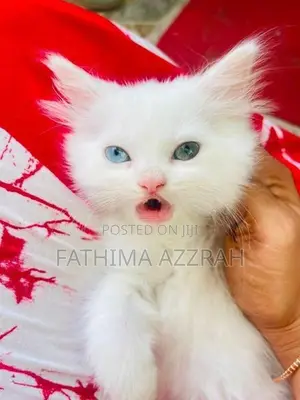 Persian odd eyes