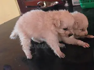 pomarijan kutty