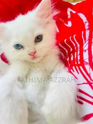 Persian odd eyes