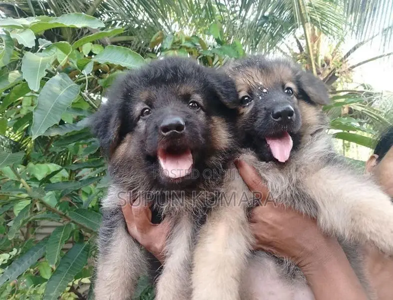 Lion Shepherd Puppies