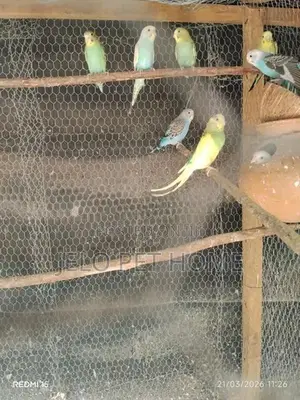 Love Bird
