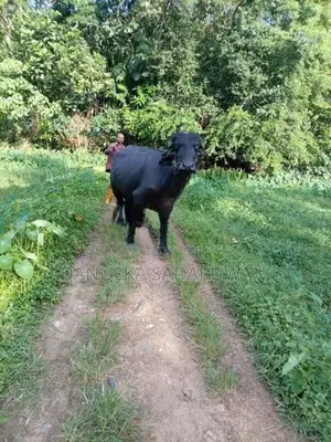 මී ගවයන්