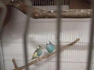 Love Bird's