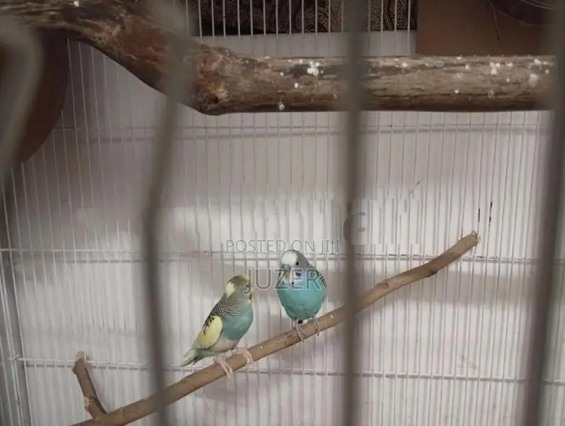 Love Bird's