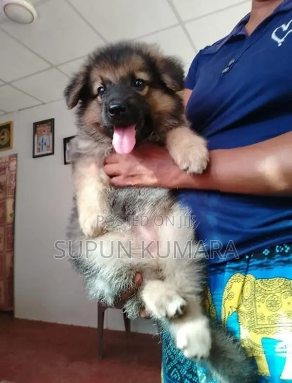 Lion Shepherd Puppies