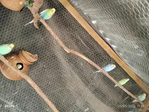 Love Bird
