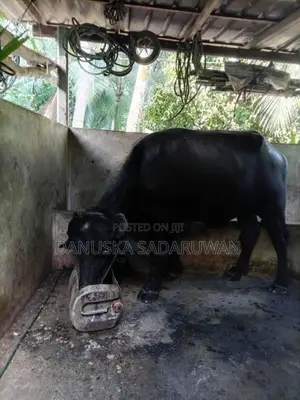 මී ගවයන්