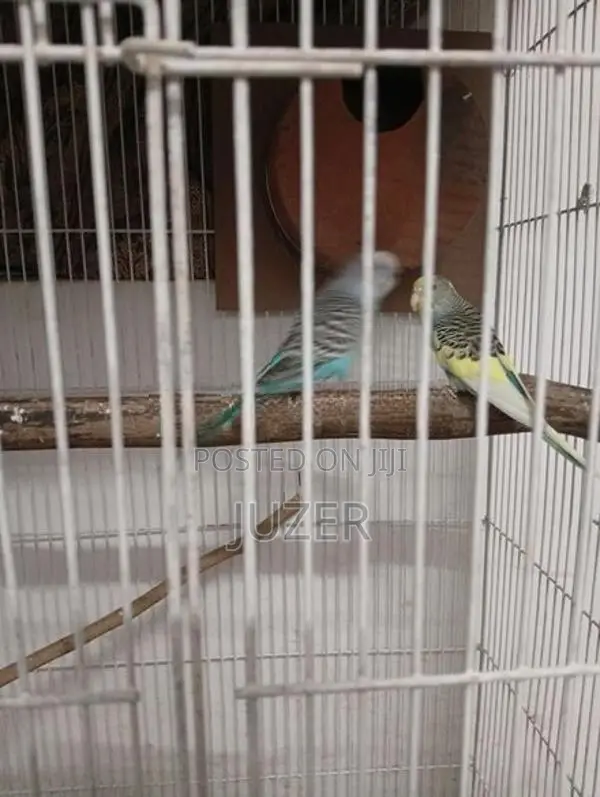 Love Bird's
