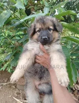 Lion Shepherd Puppies