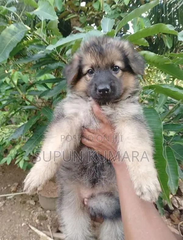 Lion Shepherd Puppies