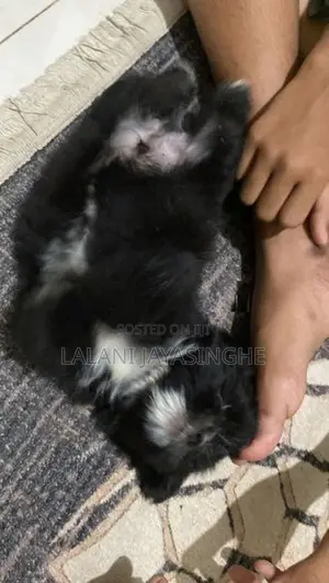 Shitzu Dog