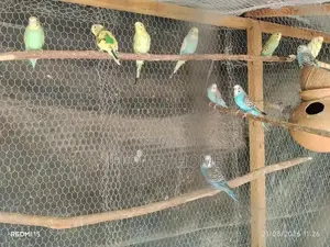 Love Bird