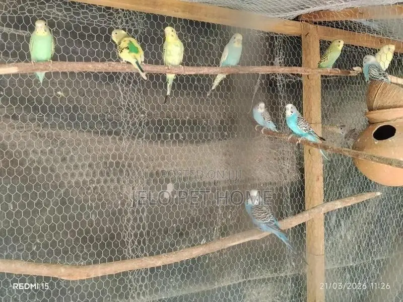 Love Bird