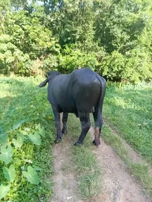 මී ගවයන්