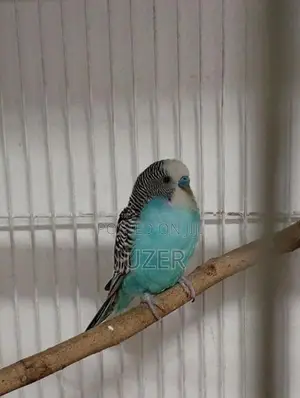 Love Bird's