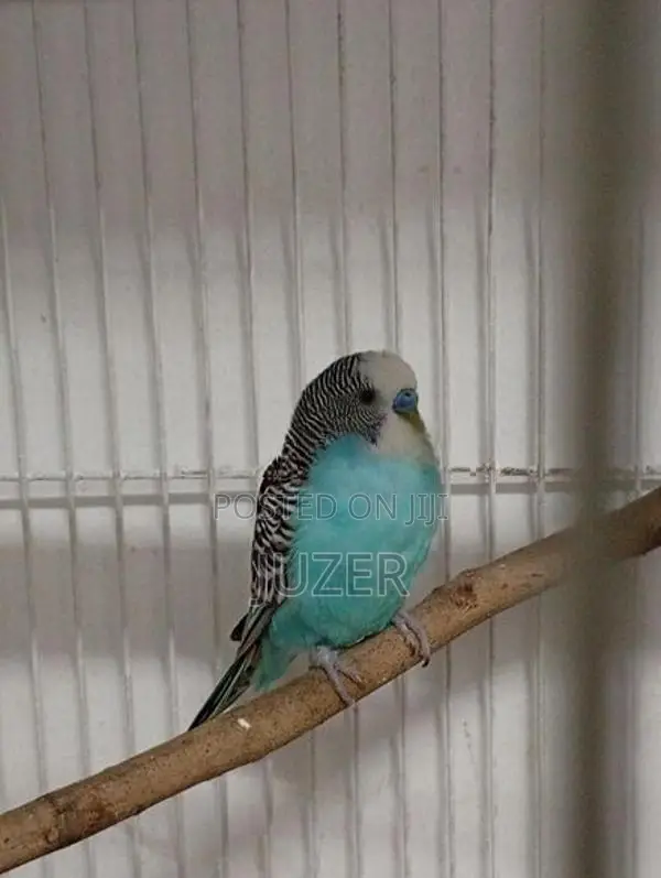 Love Bird's