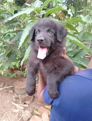 Lion Shepherd Puppies