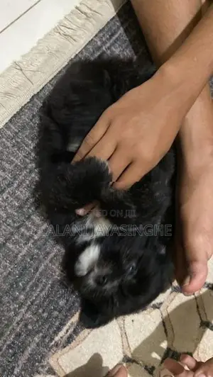 Shitzu Dog
