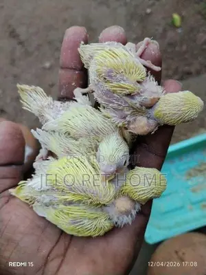 Love Bird