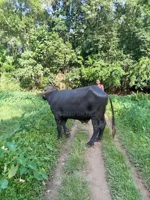 මී ගවයන්