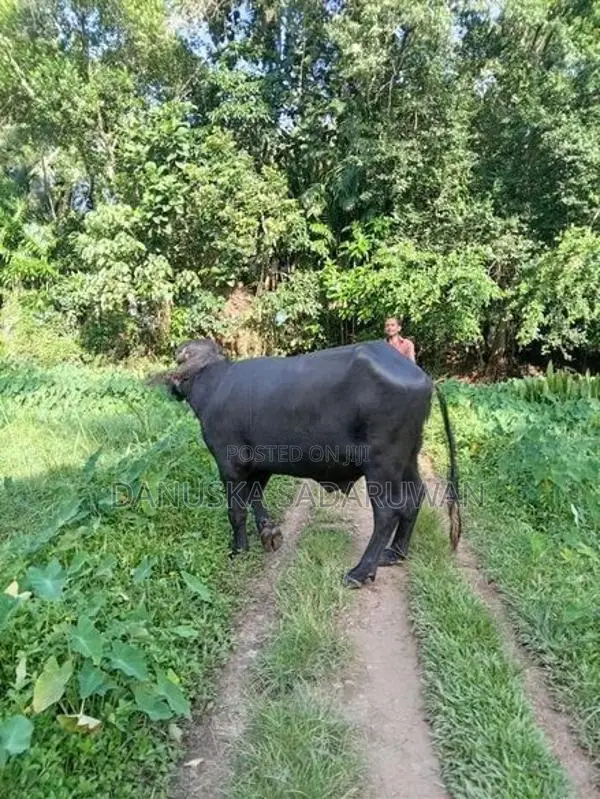 මී ගවයන්