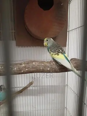 Love Bird's