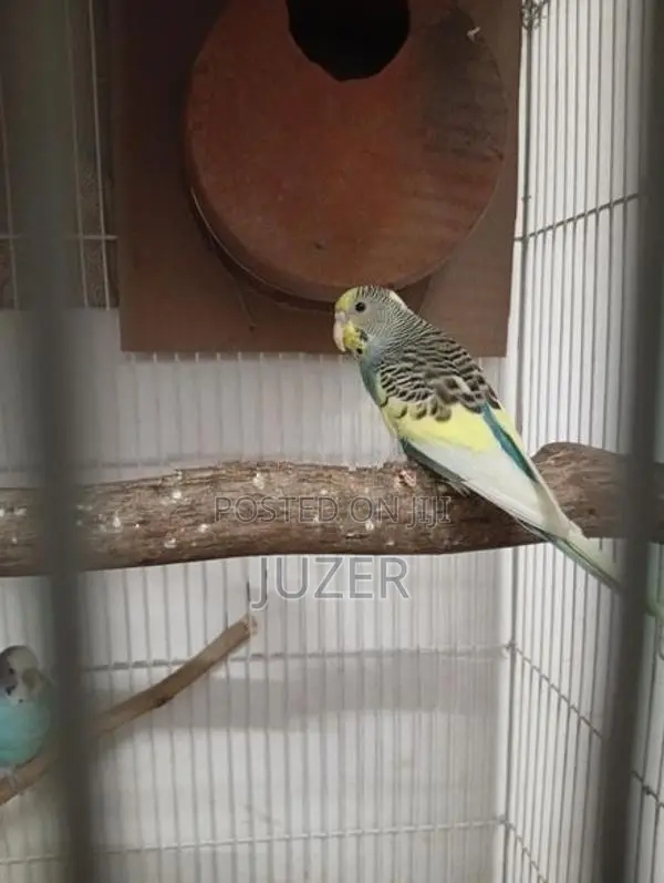 Love Bird's