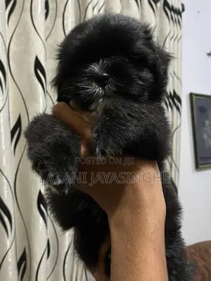 Shitzu Dog