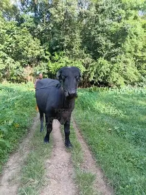 මී ගවයන්