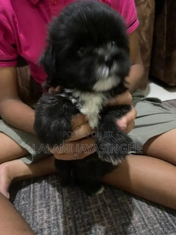 Shitzu Dog