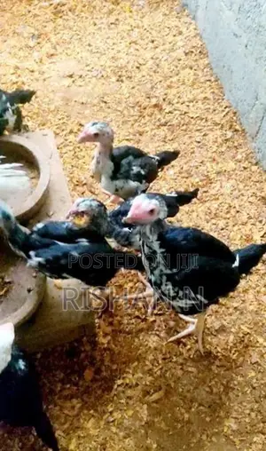 Shamos Chicks.