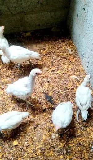 Parrot Beak Long Tail Chicks.